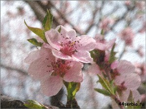 цветы персика