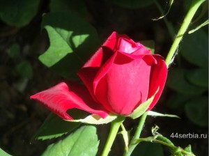 роза бордовая