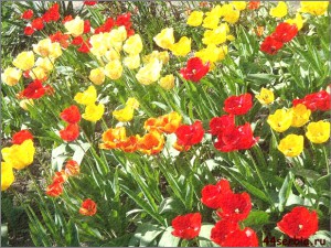 тюльпаны разноцветные
