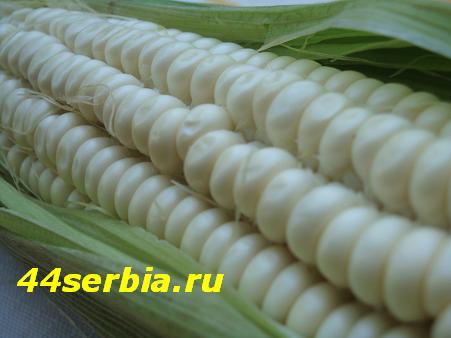 Сербская кухня: кукуруза
