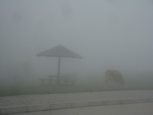 Корова в тумане
