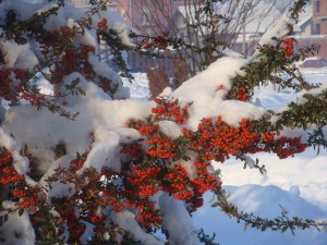 ягоды под снегом