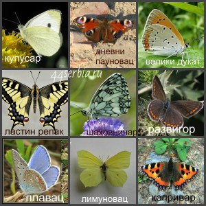 Названия бабочек на сербском языке
