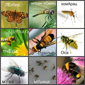 Названия насекомыъх на сербском языке